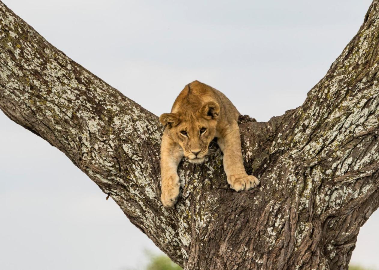 Melia Serengeti Lodge Member Of Melia Collection Luaran gambar