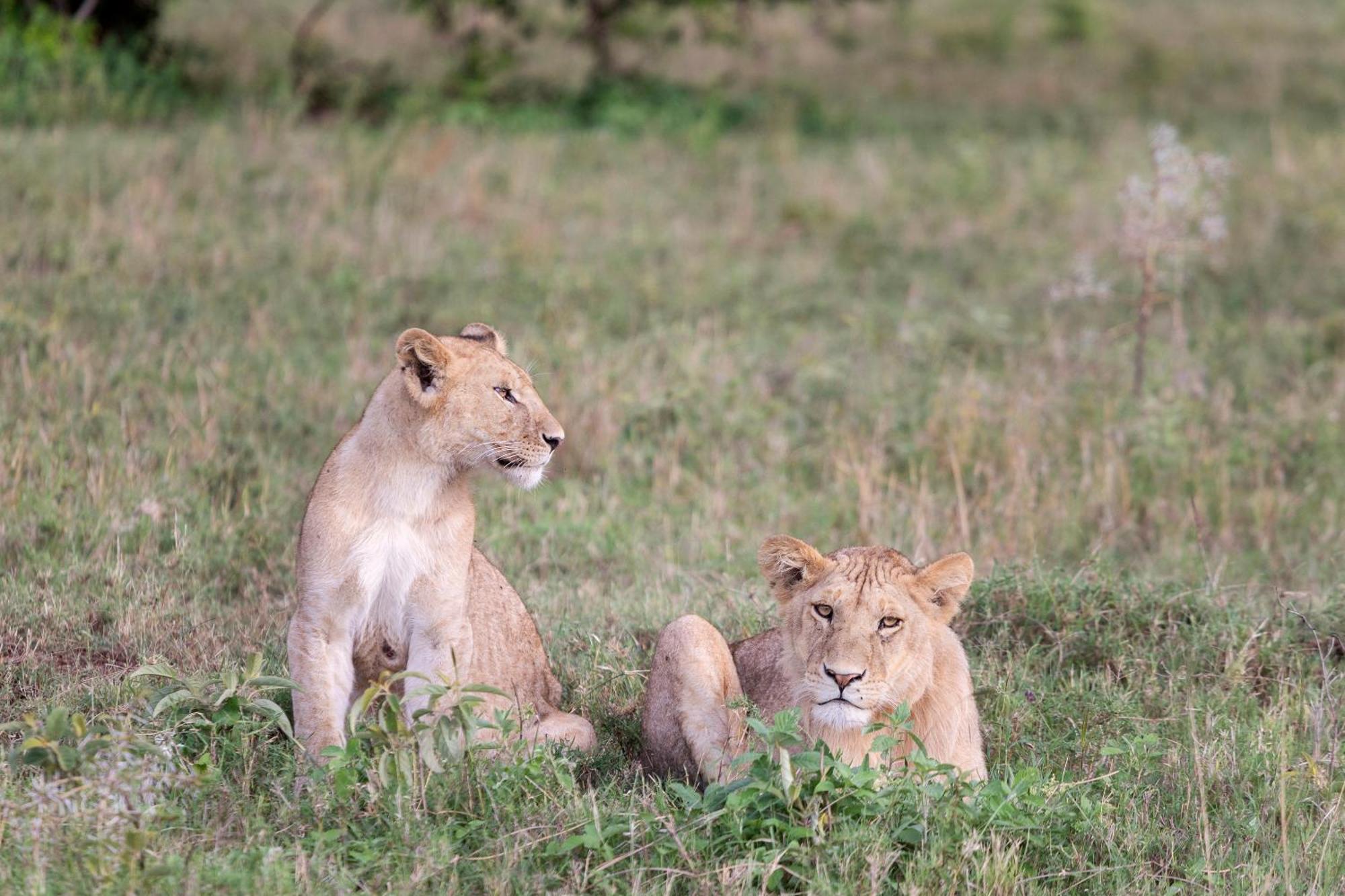 Melia Serengeti Lodge Member Of Melia Collection Luaran gambar