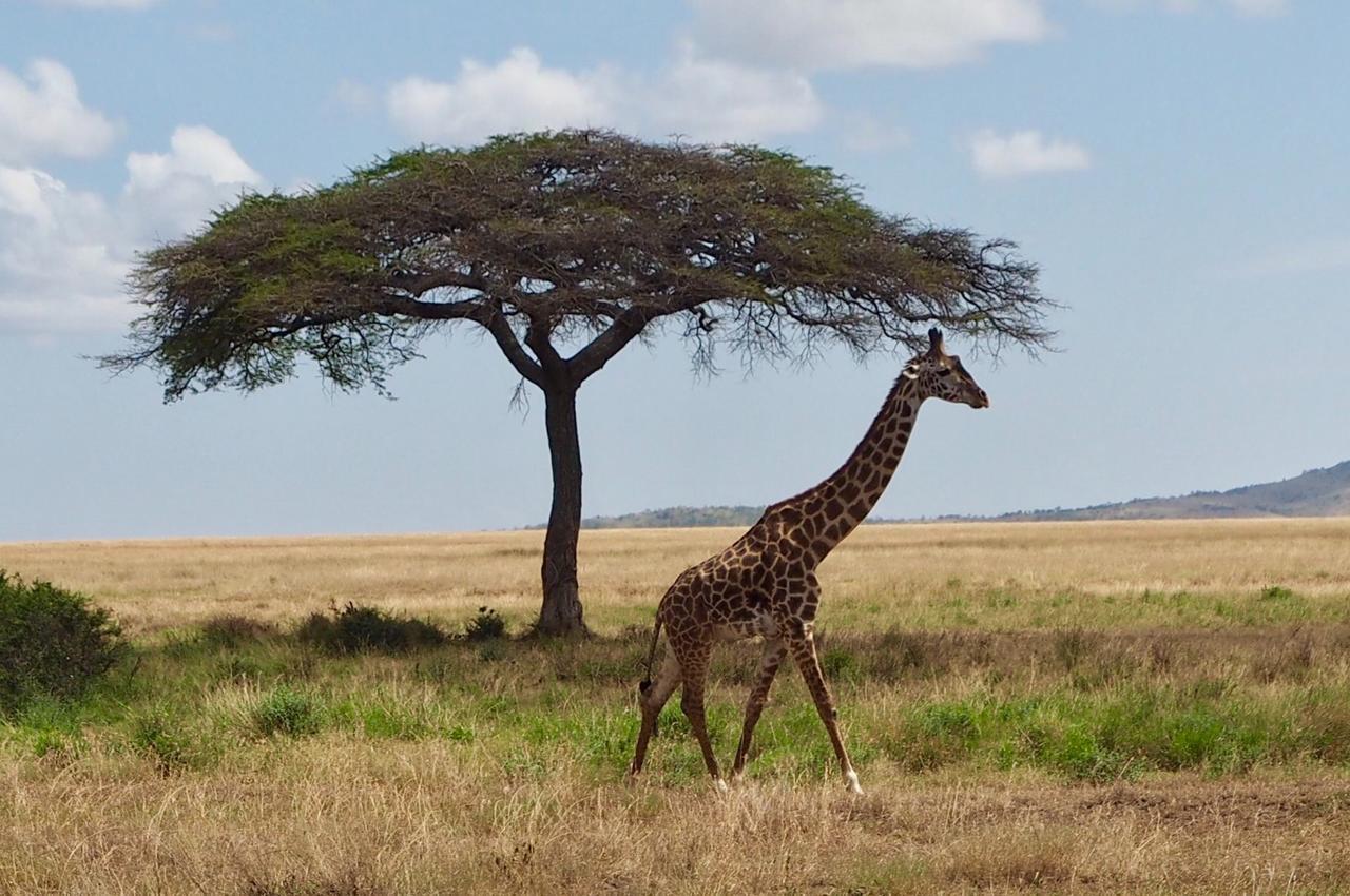 Melia Serengeti Lodge Member Of Melia Collection Luaran gambar